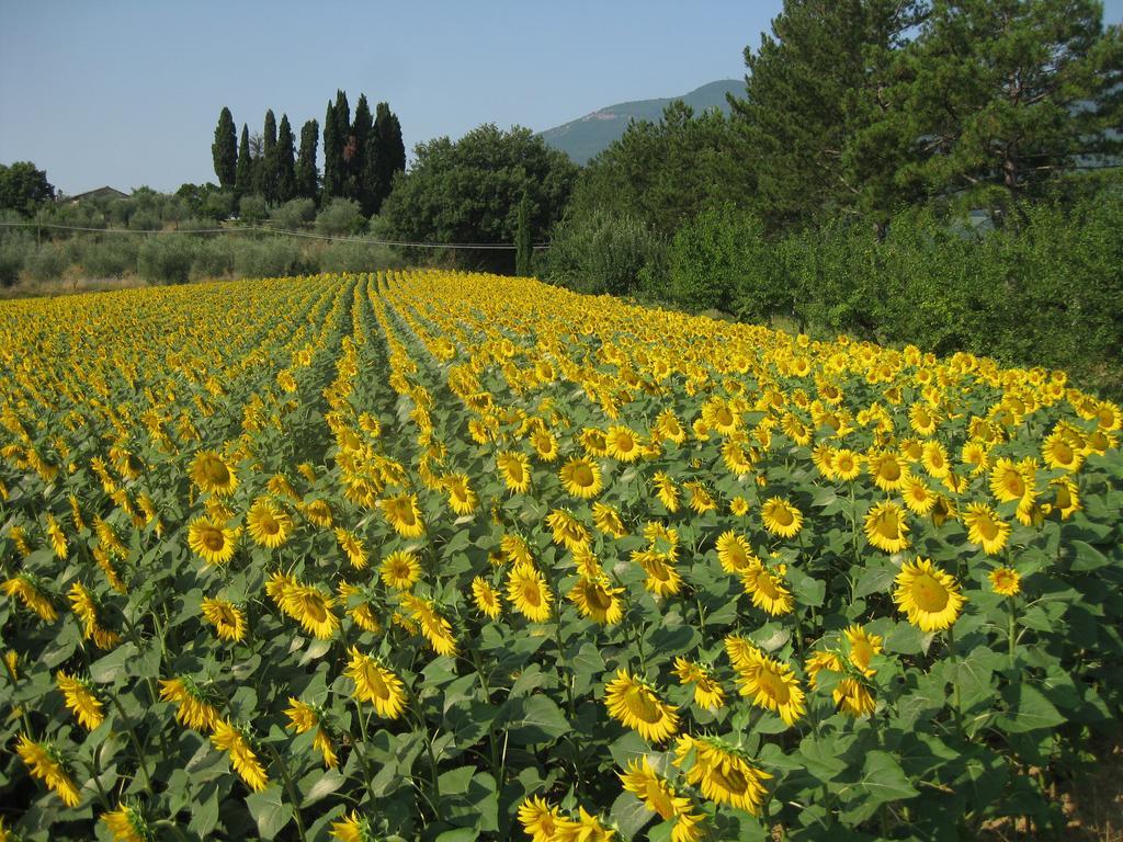 Agriturismo Il Caio Cetona Exterior photo